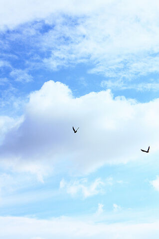 File:Free Blackbird Sky Creative Commons.jpg
