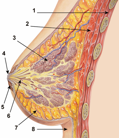 File:Breastanatomy.png