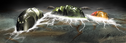 CGI Kraata Infection