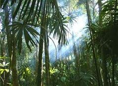 Jungle