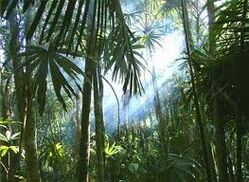 Jungle