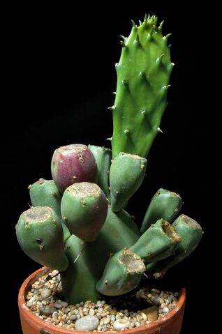 File:Opuntia humifusa100.jpg