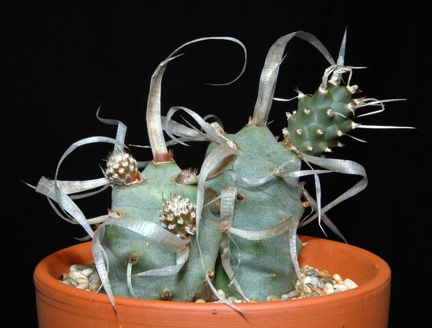 File:Tephrocactus articulatus var. papyracanthus0.jpg