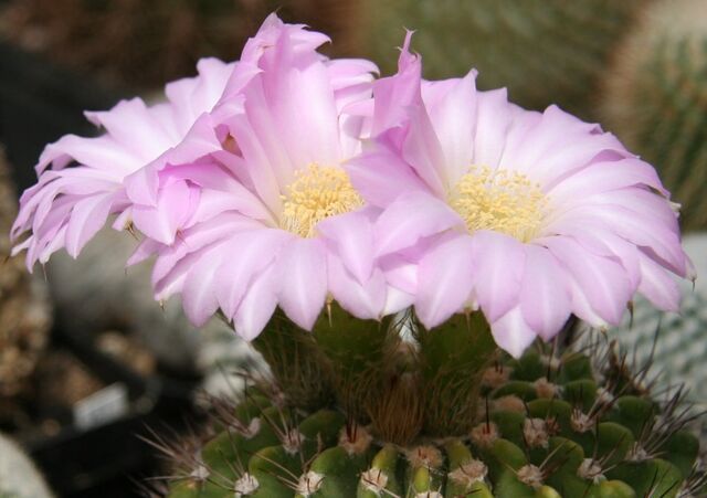 File:Acanthocalycium violaceum.jpg