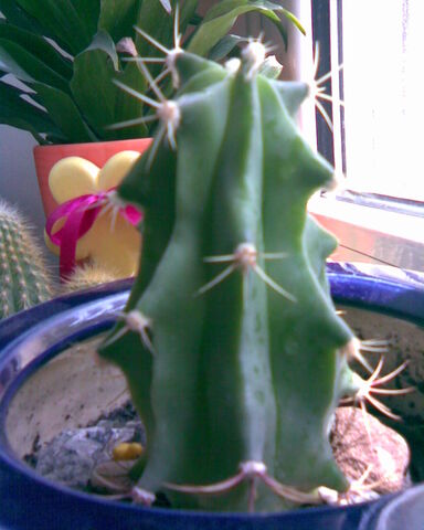 File:Unknown Cereus.jpg