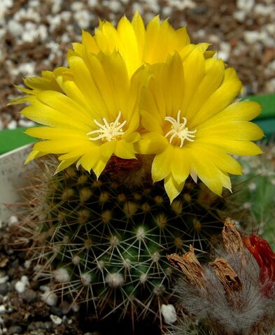 File:Parodia formosa001.jpg