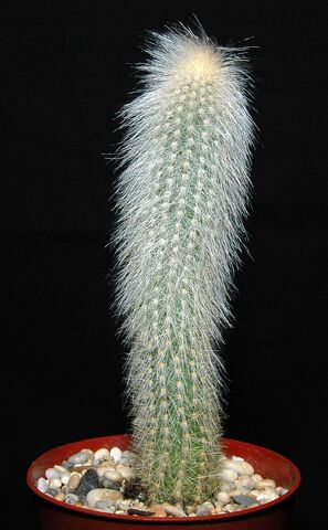 File:Cleistocactus straussii100.jpg