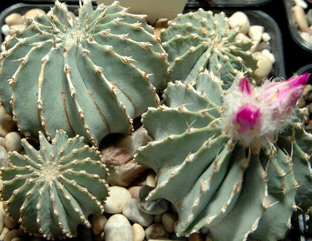 File:Geohintonia mexicana0.jpg