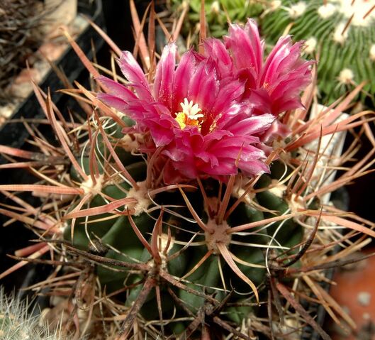 File:Ferocactus fordii001.jpg