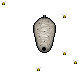 Wasp nest