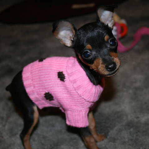 Ficheiro:Pinscher.jpg