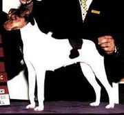 Terrierb.jpg
