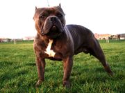 AmericanBully.jpg