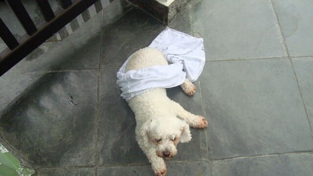 Ficheiro:DSC03327.jpg