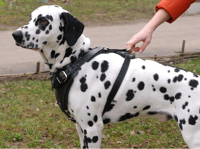 File:Dalmation.jpg