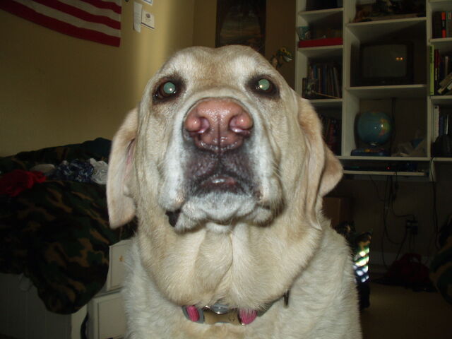 File:Infected's dog.jpg