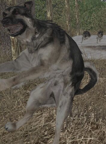 File:Jumpingdog.jpg