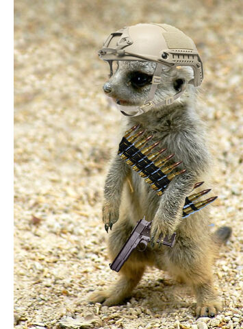 File:Meerkat Helmet With Pistol And Ammo Belt Photo.jpg