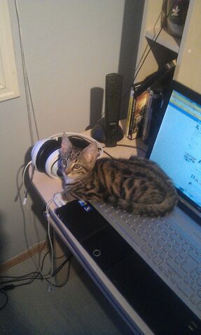 File:Tom the Fish's Cat.jpg