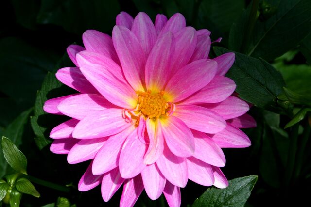 File:Beautiful-pink-flower.jpg
