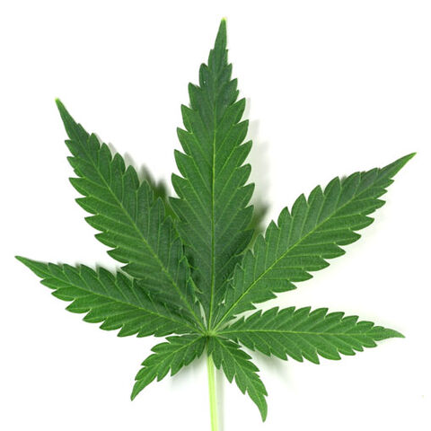 File:Marijuana-leaf sized.jpg