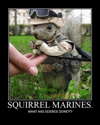 File:Squirrel Marines.jpg