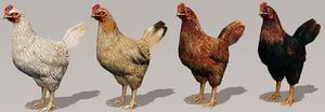Chicken1