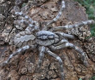Spider