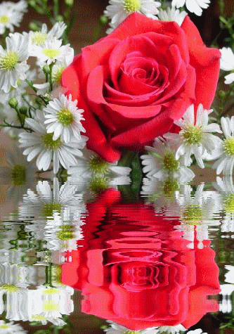 Gül.gif