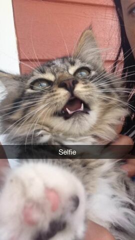 File:Selfie.jpg