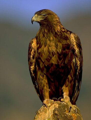 File:Golden-eagle.jpg