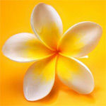 File:Flower.jpg