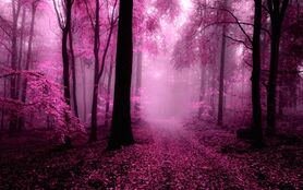 Foggy-forest-39850