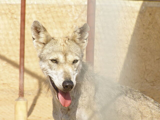 File:Arabianwolf.jpg