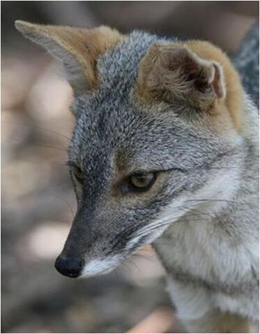 File:Caninefreeusesechuranfox.jpg