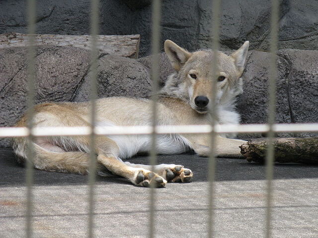 File:TibetanWolf.jpg