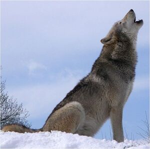 Caninefreeusegraywolf