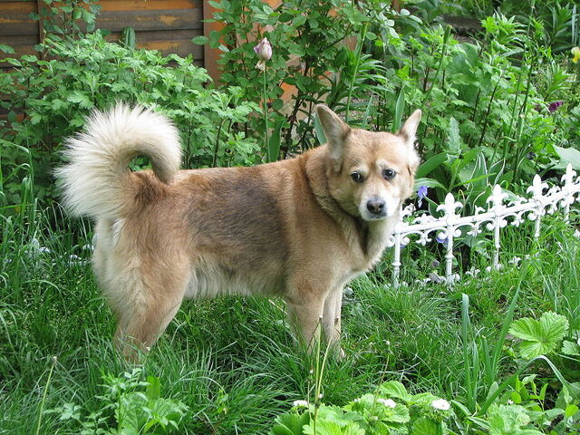 File:Romanianstraydog.jpg