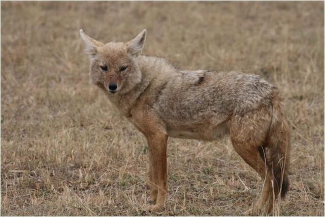 File:Caninefreeusegoldenjackal.jpg