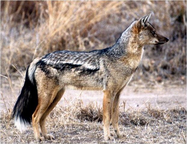 File:Caninefreeusesidestripedjackal.jpg