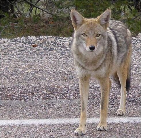 File:Caninefreeusecoyote.jpg