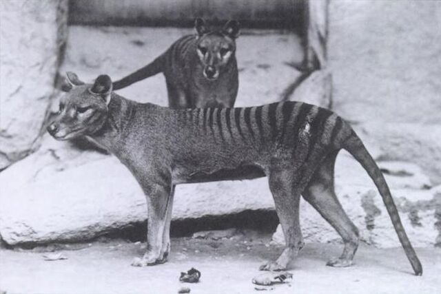File:Thylacinus.jpg