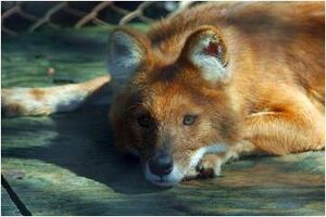 Dhole2