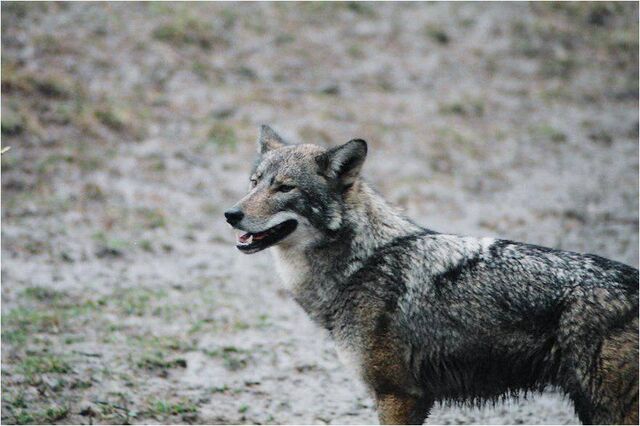 File:Coywolf.jpg