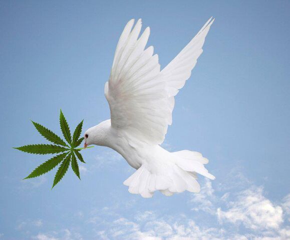 File:Dove with cannabis.jpg