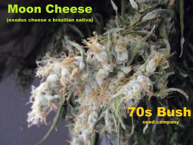 File:Moon Cheese ice 002.jpg