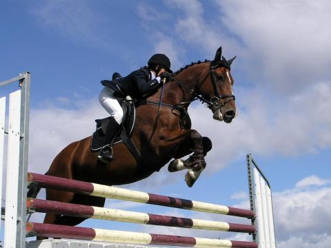 File:Horse 46897-480x360.jpg