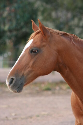 File:Redjack Jan 07 001.jpg