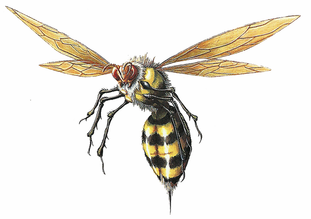 File:RE Wasp.png