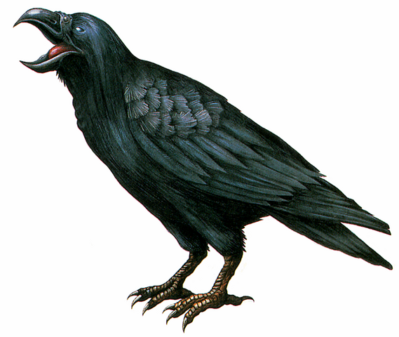File:RE Crow.png